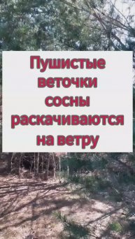 Пушистые веточки сосны раскачиваются на ветру