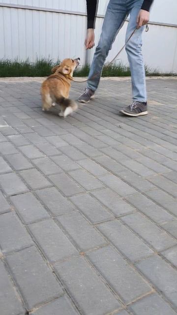 вельш корги пемброк