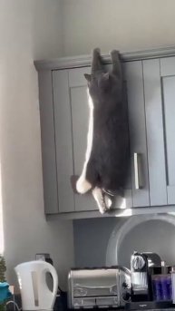 Удачно приземлился 😉😻👌