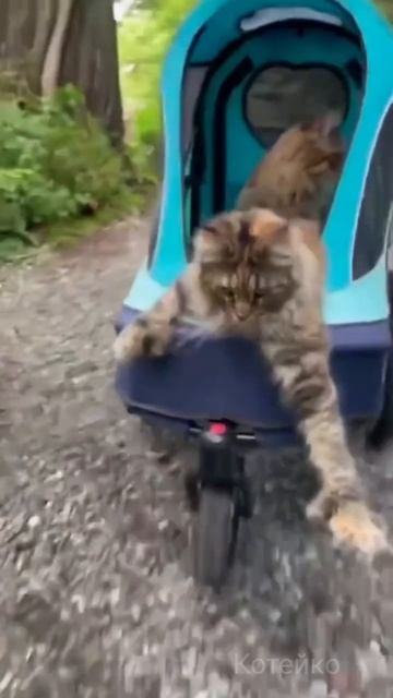 Кошатники в походе