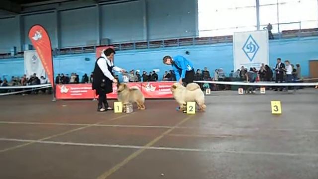 JBOB, БЛЭК КИНДОМ ОПТИМА АНТУРАЖ и РЕЛАКС ДЖАЛО