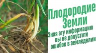 Возбудители корневых гнилей.