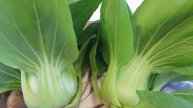ПАК ЧОЙ БЕЗ ГРЯДКИ. Отличный результат выращивания ПАК ЧОЙ + Рецепт Кимчи из Пак Чой