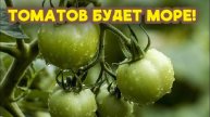 ТОМАТЫ ОБОЖАЮТ ЭТУ ПОДКОРМКУ! Сделайте это ЛЕТОМ томатам, перцам, огурцам