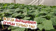 НЕ сейте огурцы пока НЕ посмотрите это видео! Следуйте этим СОВЕТАМ и у вас будет КРЕПКАЯ рассада!