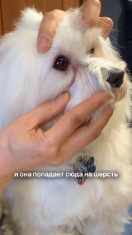 Главные причины почему текут глаза у собаки и кошки