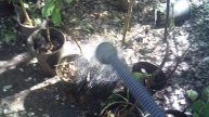 Полив дождеванием саженцев ЗКС