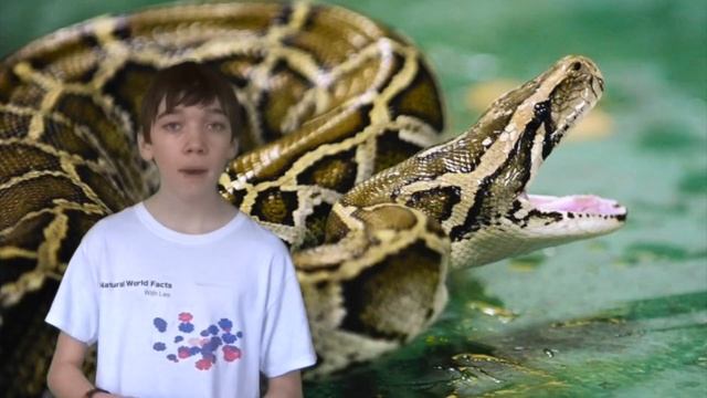 Питоны: Тайны гигантских змей, о которых вы не знали