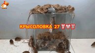 Крысоловка вариант (27) 🐀 Как сделать крысоловку своими руками и поймать кучу крыс 🐀🐁🐀