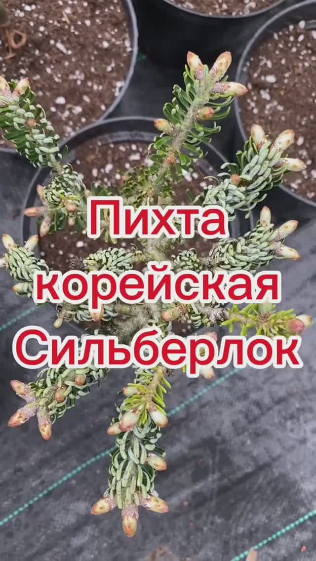 Пихта корейская Сильберлок