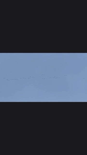 утка начинает прилетатт