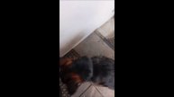Собака. Кот. Том и коты