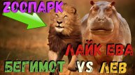 Лайк Ева: Лев Против Бегемота – Кто Победит?!🦁🐾