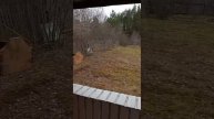 Продаю сад в захарищево