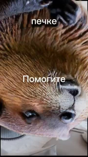 ааааааа абаюдно на акошке