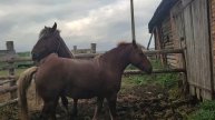 Барыня влюбилась в Грома
