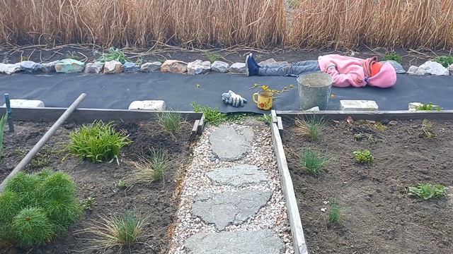 Открыла сезон работой с клумбами.