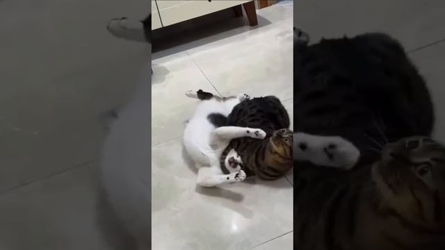 Боевые котейки. Супер озвучка 😬🙊