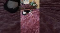 с Пишкой позаигрывали