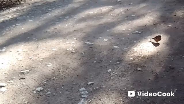 1 мая в Павловске