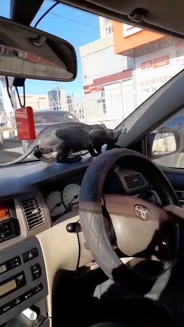 сфинкс Джанки  первый раз  едет в авто