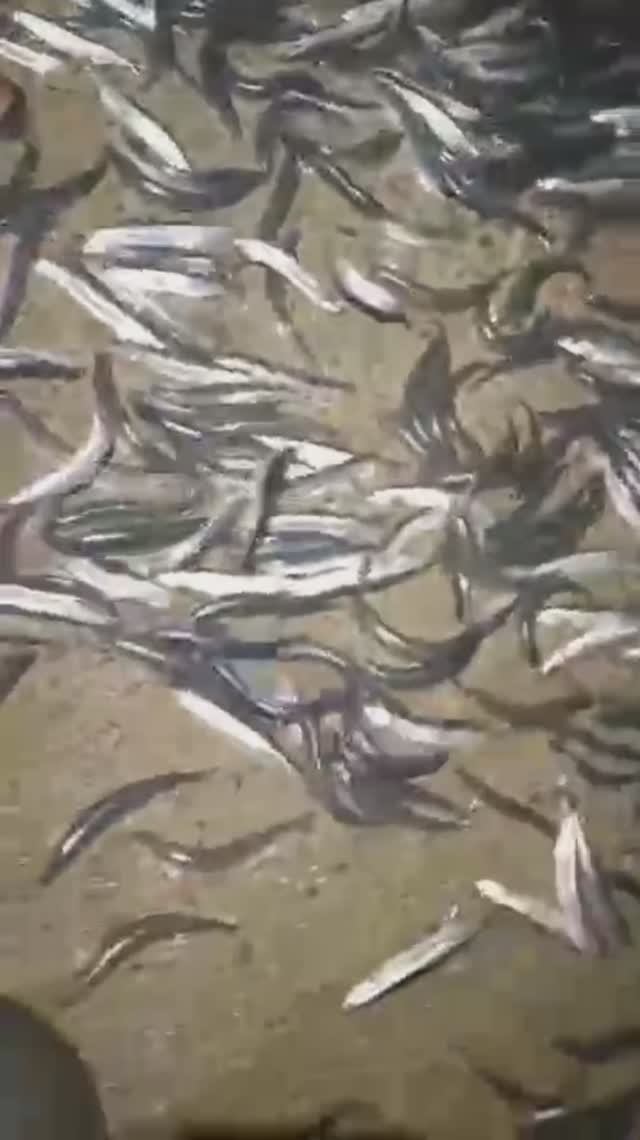 Нерест мойвы: тонны рыбы на берегу 🙀