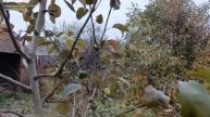 Какие виды мульчи могут представлять опасность? Изучим все детали и особенности укрывных материалов.