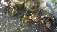 Полив дождеванием саженцев ЗКС