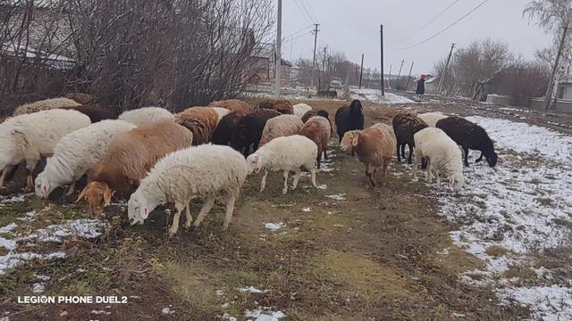 Приобрели на завод ярочек