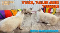 ✨Game time with kittens at the Znatniy Zver cattery. part 1.