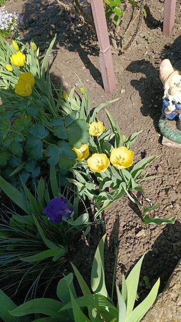 распустились низкорослые ирисы и жёлтые тюльпаны 🌷🤗