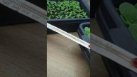 BORODA . Рассады табака 2025г.