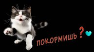 ПОКОРМИШЬ ...