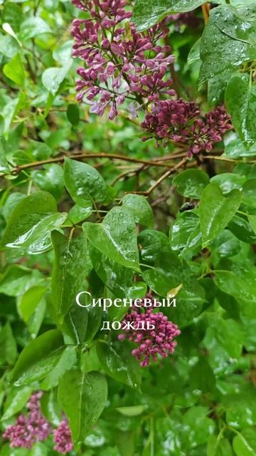 Сиреневый дождь