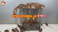 Крысоловка вариант (28) 🐀 Как сделать крысоловку своими руками и поймать кучу крыс 🐀🐁🐀