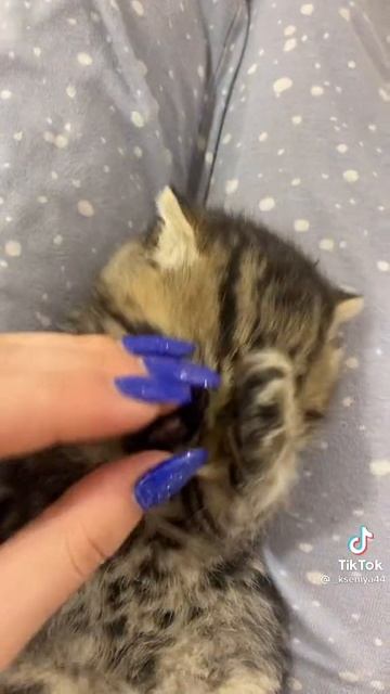 КОТИКИ