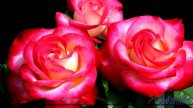 ❤ ❤ ❤ Мелодия, проникающая в самое сердце - Inspirational -- BlackTrendMusic -- Business Harmony.mp4