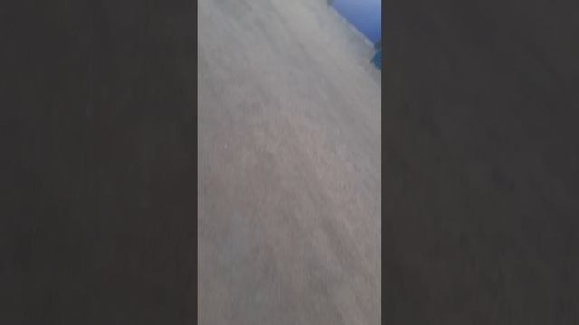 описание съела шелли