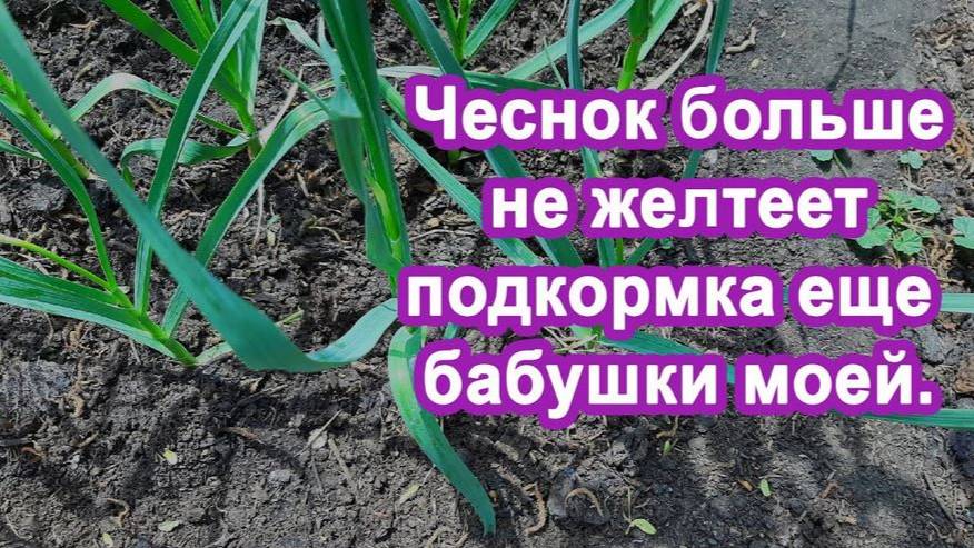 Бабушка под Чеснок вливала Этот "Раствор" Чеснока в 2 раза больше, кончики чеснока не желтели.