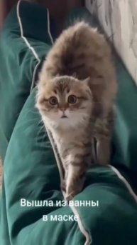 кот