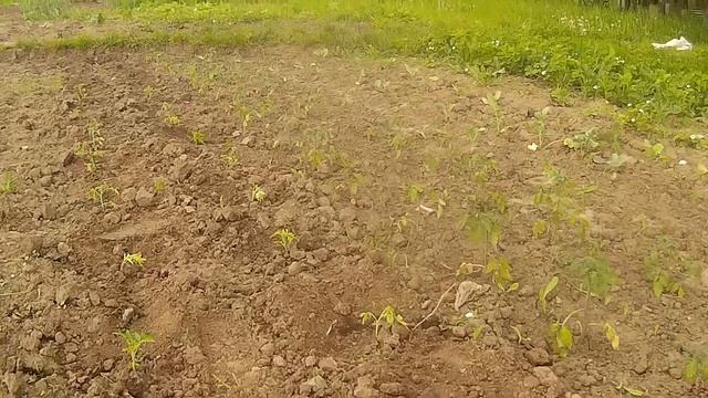ВИСАДКА СВОЄЇ РОСАДИ ТОМАТІВ НА ГОРОДІ!