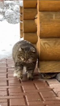 брутальный котик.#природа #ми р #рек подписка лайки