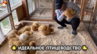 Идеальное птицеводство достойно восхищения 🐓🦆🦢🦚🦃🐔 эпизод (159)