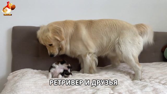 Золотистый ретривер и его друзья милые питомцы 🐕 выпуск (84)