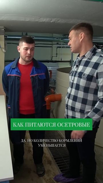 Сколько ест РЫБА на ферме? Вы удивитесь!