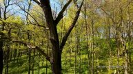 Полет в лесу на Cinewhoop. FPV cinematic forest footage