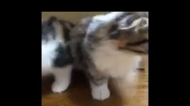 приколы про котов