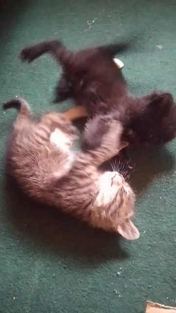 мортал комбат по котячьи