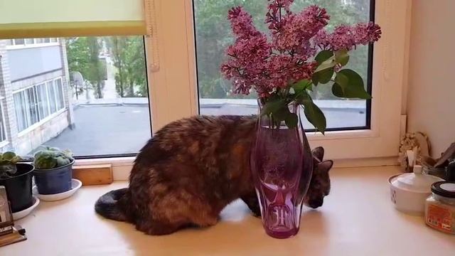 Леся и Сёма - Леся загадывает желание
