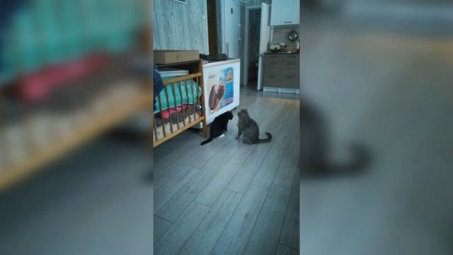 Коты решили подраться